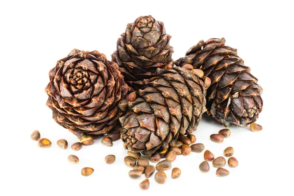 Ripe cedar cones and pine nuts on a white background