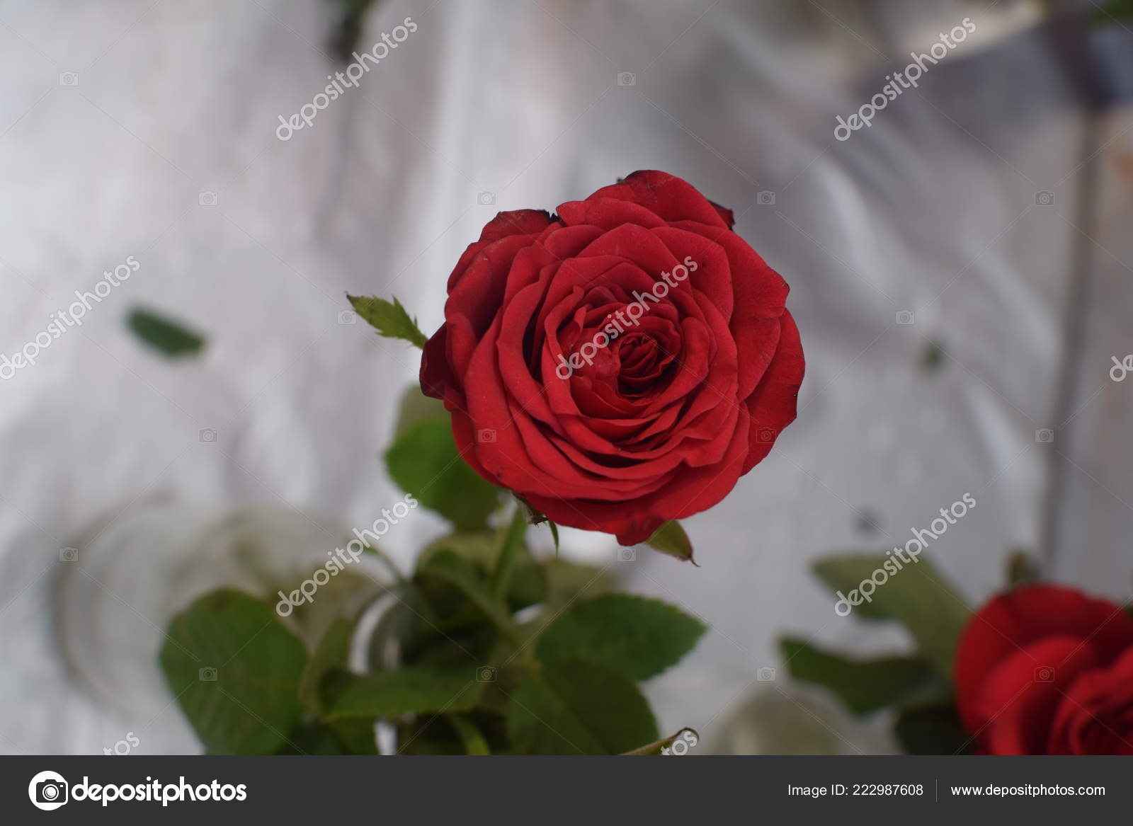 Single Red Rose Background