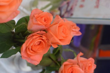 Arka plan ve duvar kağıdı güzel turuncu gül