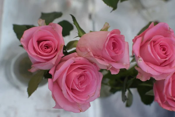 beautiful pink roses for background and wallpaper.