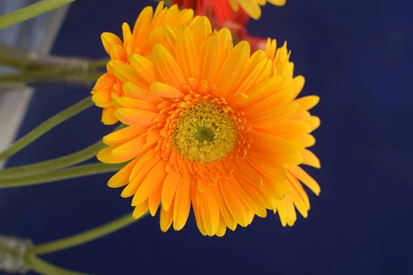 Einzelne Gelbe Dekorative Blume Für Hintergrund Und Tapete — Stockfoto