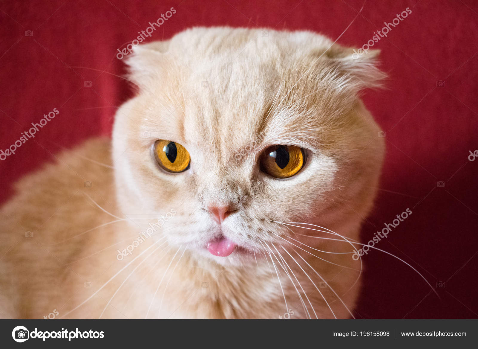 Short Haired Orange Cream Cat Close Beautiful Scottish Fold Cream
