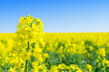 Kolza (Brassica napus), tecavüz, yağlı tohum tecavüz alan. Parlak sarı çiçek Brassica napus kapatın. Kolza yağı biyodizel dizel yakıt olarak kullanılır.