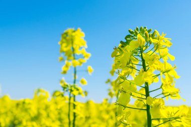 Kolza (Brassica napus), tecavüz, yağlı tohum tecavüz alan. Parlak sarı çiçek Brassica napus kapatın. Kolza yağı biyodizel dizel yakıt olarak kullanılır.