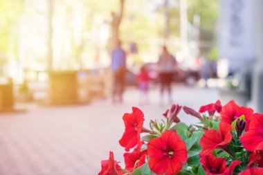 Yürüyüş insanlar ve güneş ışığı ile modern Caddesi'nin arka plan bulanık üzerinde kırmızı çiçek kapatın. Sabah kentsel şehir odak arka plan