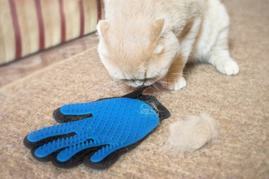 Kabarık Scottish fold damat lastik mavi eldiven tarak ve kedi tüyü yumru yakınındaki krem kedi. kedi tüyleri kauçuk damat eldiven ile kaldırılıyor. Seçici odak