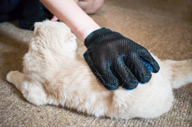 Kauçuk mavi eldiven tarak kabarık İskoç kat krem kedi damat olarak bir erkek eli. Evde beslenen hayvan sahip eldiven damat ile kedi tüyleri çıkarma. Seçici odak