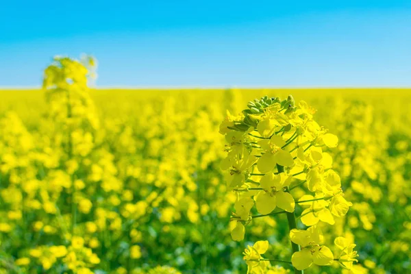 Rapeseed Brassica Napus Rape Oilseed Rape Field Bright Yellow Flower — Stock Photo, Image