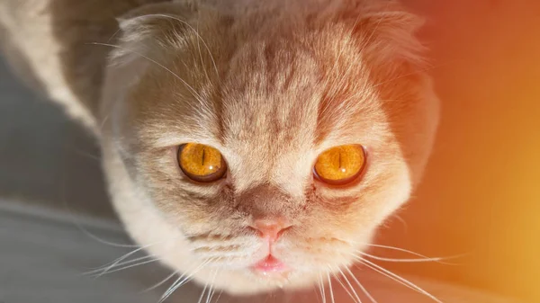 美丽的苏格兰猫 金色橙色的眼睛仰望太阳 苏格兰折叠猫横幅 — 图库照片