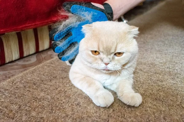 Mão Homem Luva Azul Borracha Pentes Macios Escocês Dobra Gato — Fotografia de Stock