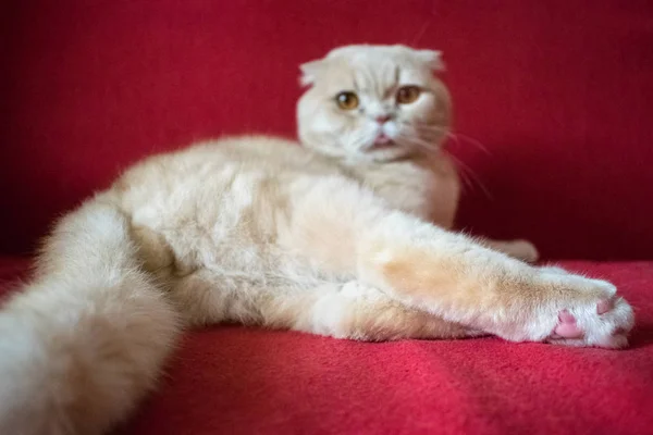 Дорослий Шотландська Висловуха Кішка Лежить Червоному Тлі Кастрованих Чоловік Кішку — стокове фото