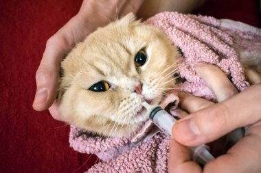 Nasıl bir kedi sıvı ilaç vermek. Bir kedi bir hap vermek için yollar. Bir adamın elini havlu sarılmış bir İskoç kedi için bir şırıngada bir ilaç verir. Sıvı ilaçlar damlalık veya şırınga hayvan için. Seçici odak
