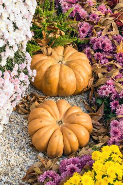 Güzel dekoratif balkabağı. Park bahçe için sonbahar süsleme tatil için. Sonbahar dekorasyonu. Kabaklar ve kasımpatı çiçekleri. Cadılar Bayramı, Şükran, dekorasyon 