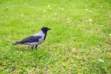 Kukuletalı karga, Corvus cornix sarı yapraklar yeşil çim bir arka plan üzerinde. Akıllı gri ve siyah karga kuş ayakta hala çimlerde, taraftan alınan