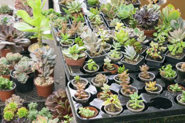 Etli bitki pot - echeveria, sempervivum, ticaret, çiçekli bitkiler, çeşitli satış. Birçok minyatür etli bitkiler yuvarlak ve kare kaplar. Bir saksı kaktüs succulents