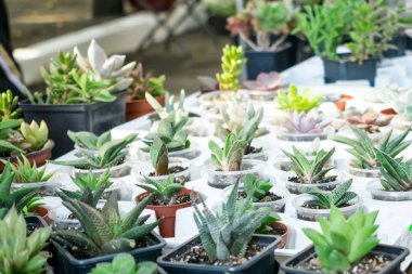 Etli bitki pot - echeveria, sempervivum, ticaret, çiçekli bitkiler, çeşitli satış. Birçok minyatür etli bitkiler yuvarlak ve kare kaplar. Bir saksı kaktüs succulents