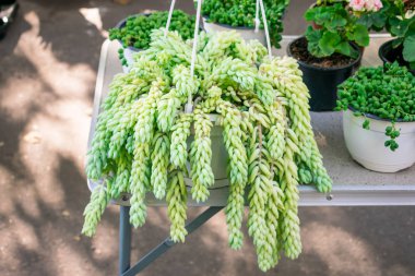 Sedum morganianum (lamb's tail, burro's tail, horses tail) in white pot hanging. Sedum morganianum is popular and easy-to-grow succulent with trailing stems and fleshy blue-green leaves. Basic houseplant clipart