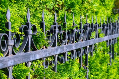 Beautiful openwork metal fence near the green thuya wall. Wrought-iron fence with background of green branches of thuya. Decorative cast iron fence. clipart