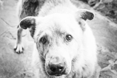 Büyük beyaz aç evsiz köpek üzgün gözlerle. Mutsuz sokak köpeği siyah beyaz portre. Hayvanlar, hayvanlar için bakım için bir barınak kavramı