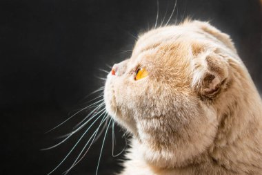 İskoç profil karanlık bir arka plan üzerinde güneşli kedi katlayın. Bir güzel İskoç lop-eared kedi altın gözlü. Yakın çekim. Gıda, av izleme için bekliyor