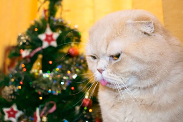 Gato Irritado Insatisfeito Com Língua Destacando Árvore Natal Ano Novo — Fotografia de Stock
