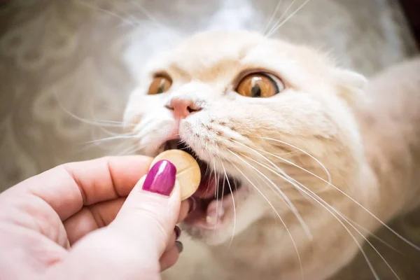 스코틀랜드 고양이 가까이 걸립니다 고양이는 소유자의 손에서 의학의 복용량을 받습니다 — 스톡 사진