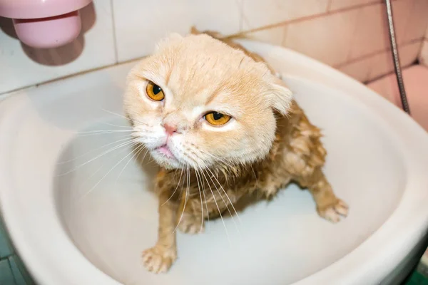 入浴中にぬれたスコティッシュフォールド猫 クリーム面白い悲しい猫折り畳まれた耳は トイレに座っています 国内の猫バス — ストック写真