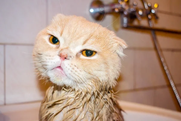 Våta Scottish Fold Katt Vid Badning Rolig Sorgliga Grädde Katt — Stockfoto