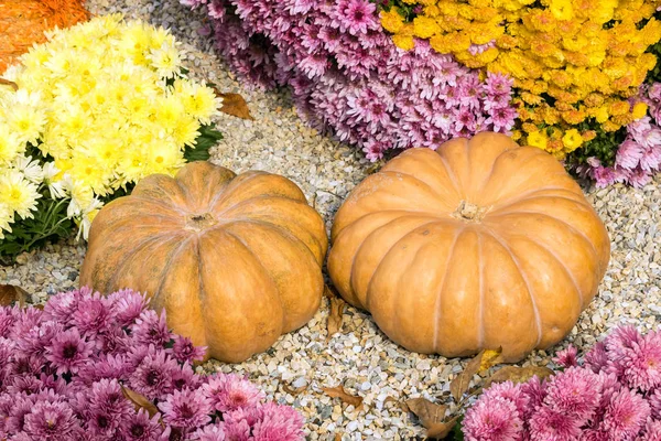 Güzel dekoratif balkabağı. Park bahçe için sonbahar süsleme tatil için. Sonbahar dekorasyonu. Kabaklar ve kasımpatı çiçekleri. Cadılar Bayramı, Şükran, dekorasyon 