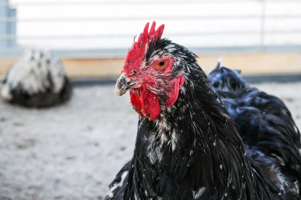 Close Black Rooster Orpington Breed Big Black Cock Red Comb — Stock Photo, Image