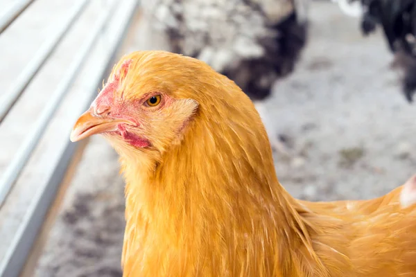 Buff Orpingtons Chicken Breed Close Image Golden Chicken Hen Beautiful — Stock Photo, Image