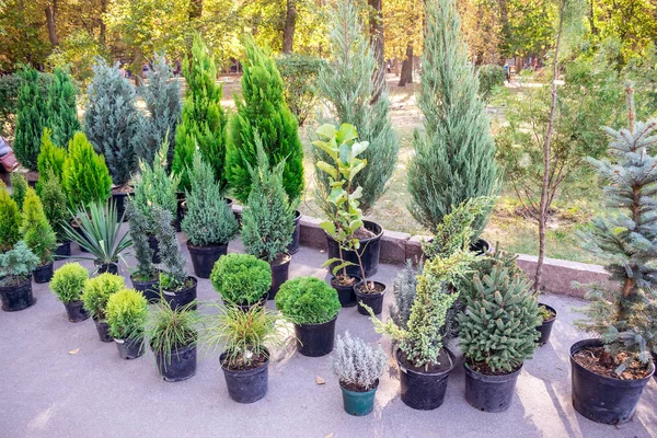 Kertészeti Növények Piaca Thuja Fenyők Borókabogyó Ciprus Eladó Cserépben Lakberendezési — Stock Fotó