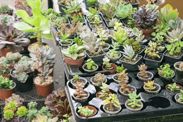 Etli bitki pot - echeveria, sempervivum, ticaret, çiçekli bitkiler, çeşitli satış. Birçok minyatür etli bitkiler yuvarlak ve kare kaplar. Bir saksı kaktüs succulents
