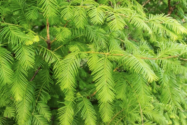 Branches Feuilles Vertes Ruée Vers Bois Rouge Aube Metasequoia Glyptostroboides — Photo