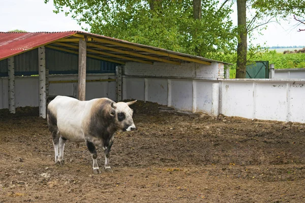 Reproducción Toros Blancos Negros Granja Toro Tribal Corral — Foto de Stock