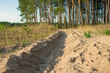 Güneşli çam ormanı arka plan mavi gökyüzünün zor arazi yolda. Kumlu toprak yol. Off-Road, açık kavramı
