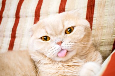 Güzel İskoç kat krem tekir lop-eared kedi büyük turuncu gözleri ile kapatın. Şirin komik kedi dışarı asılı dil ile