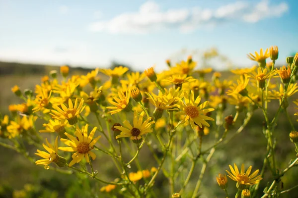 Ragwort dar yapraklı (Senecio Inaequidens). Sarı çayır çiçek Close-up