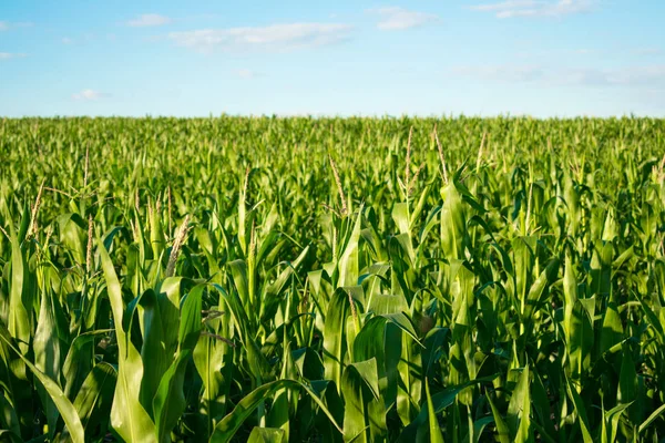 Érési Zöld Corn Búzatábla Kék Égen Egy Napsütéses Napon Kukorica — Stock Fotó