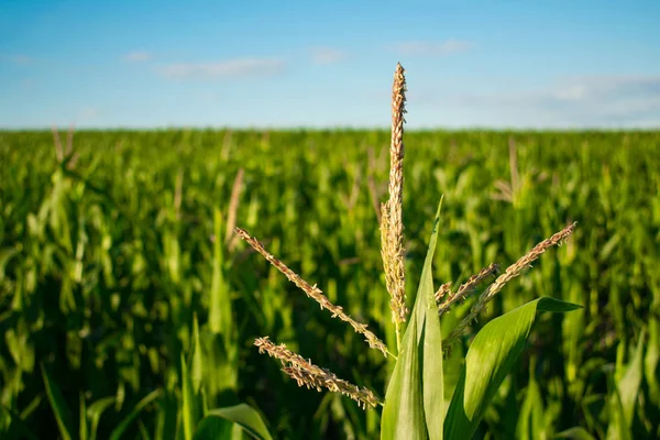 Közeli Virágzat Corn Búzatábla Kék Egy Napsütéses Napon Ellen Kukorica — Stock Fotó