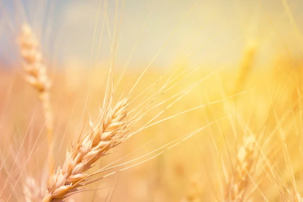 Tarwe Veld Natuurproduct Spikelets Van Tarwe Zonlicht Close Zomer Achtergrond — Stockfoto