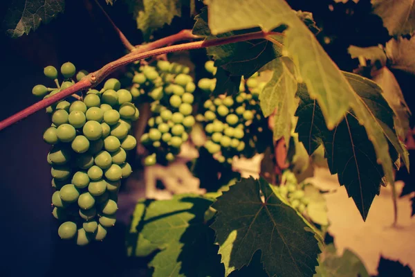 Bunch Green Unripened Grapes Background Green Leaves Selective Focus Retro — Stock Photo, Image