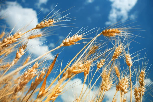 深く青い空の雲 に対して熟したコムギ小クローズ アップ ウクライナの穀物 別の小穂の選択と集中 — ストック写真