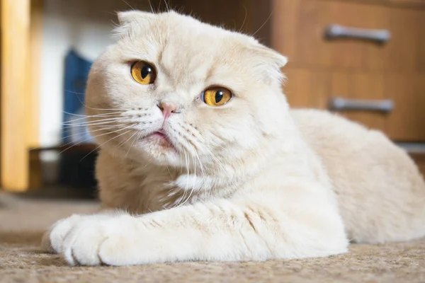 Красива Сумна Складчаста Шотландська Кішка Великими Золотими Очима Лежить Підлозі — стокове фото