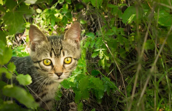 Triste Gattino Senzatetto Street Selvaggio Gattino Affamato Cerca Proprietario — Foto Stock