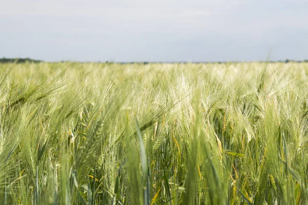 Boer Veld Met Groene Spikelets Van Jonge Tarwe Close Agrarische — Stockfoto