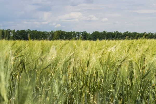 Boer Veld Met Groene Spikelets Van Jonge Tarwe Close Agrarische — Stockfoto