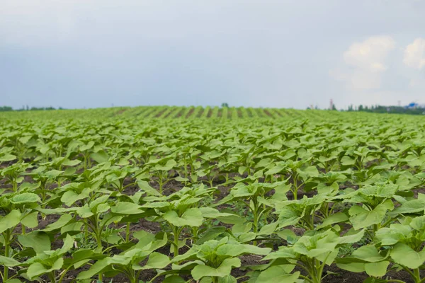 Fiatal Zöld Tavaszi Napraforgó Növények Háttérben Kék Felhők Mezőgazdasági Táj — Stock Fotó