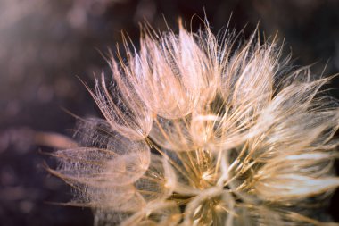 Tragopogon dubius. Dev karahindiba yakın çekim. Güzel hava çiçek. Seçici odak