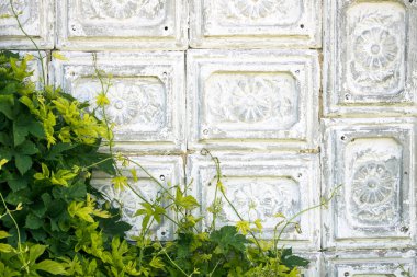 Duvar çimento eski moda gri-beyaz çini yeşil yabani üzüm ile kaplı. Arka plan, köşegen kenarlık